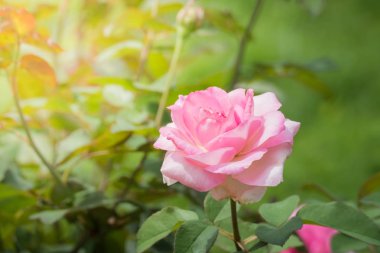 Bahçedeki güller, güzel güneşli bir günde güller güzeldir..