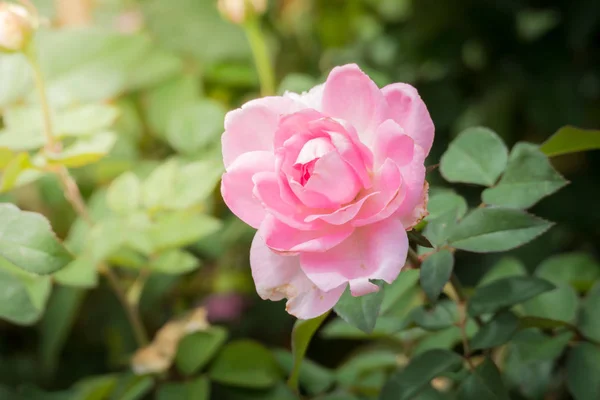 Rosas Jardín Rosas Son Hermosas Con Hermoso Día Soleado — Foto de Stock