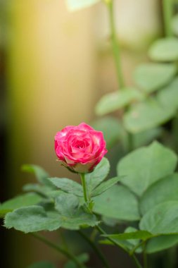 Bahçedeki güller, güzel güneşli bir günde güller güzeldir..