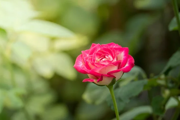 Rosas Jardín Rosas Son Hermosas Con Hermoso Día Soleado — Foto de Stock