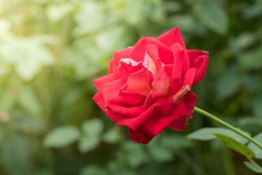 Bahçedeki güller, güzel güneşli bir günde güller güzeldir..