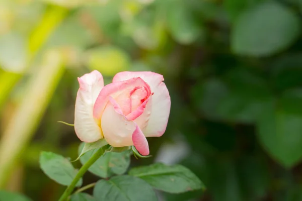 Rosas Jardín Rosas Son Hermosas Con Hermoso Día Soleado — Foto de Stock