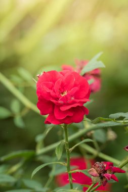 Bahçedeki güller, güzel güneşli bir günde güller güzeldir..
