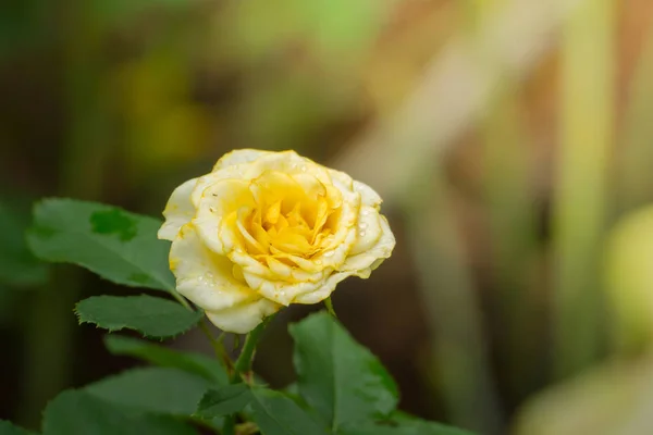 Rosas Jardín Rosas Son Hermosas Con Hermoso Día Soleado — Foto de Stock