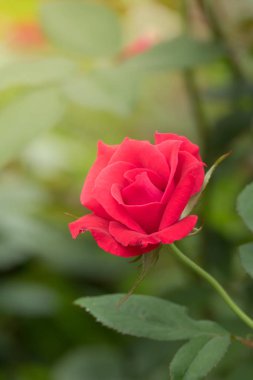 Bahçedeki güller, güzel güneşli bir günde güller güzeldir..