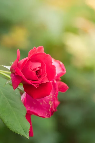 Rosas Jardim Rosas São Bonitas Com Belo Dia Ensolarado — Fotografia de Stock