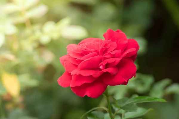 Rozen Tuin Rozen Zijn Mooi Met Een Mooie Zonnige Dag — Stockfoto