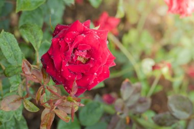 Bahçedeki güller, güzel güneşli bir günde güller güzeldir..