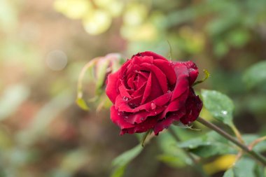 Bahçedeki güller, güzel güneşli bir günde güller güzeldir..