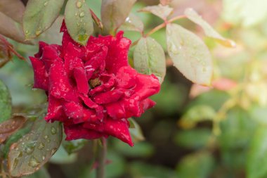 Bahçedeki güller, güzel güneşli bir günde güller güzeldir..