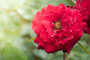 Bahçedeki güller, güzel güneşli bir günde güller güzeldir..