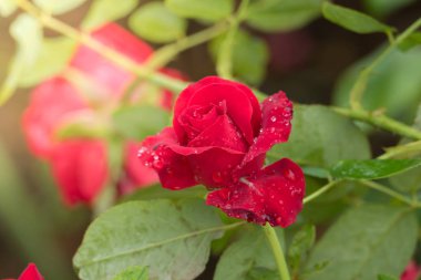 Bahçedeki güller, güzel güneşli bir günde güller güzeldir..