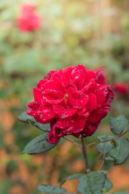 Bahçedeki güller, güzel güneşli bir günde güller güzeldir..