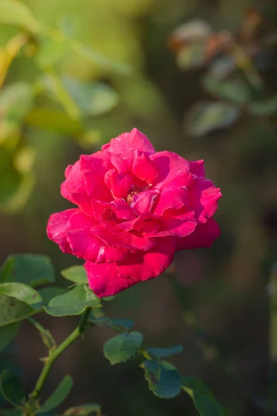 Roses Garden Roses Beautiful Beautiful Sunny Day — Stock Photo, Image