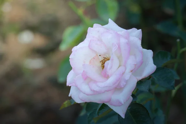 Rosas Jardín Rosas Son Hermosas Con Hermoso Día Soleado — Foto de Stock