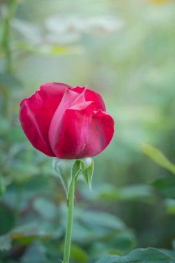 Bahçedeki güller, güzel güneşli bir günde güller güzeldir..