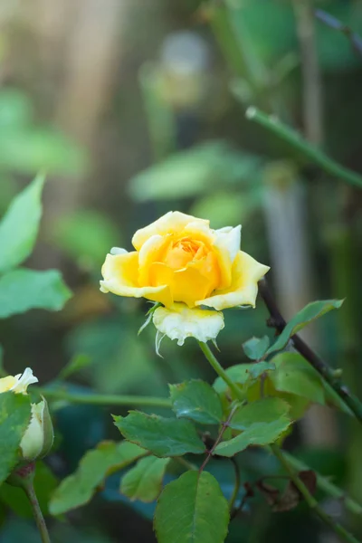 Rosas Jardín Rosas Son Hermosas Con Hermoso Día Soleado — Foto de Stock