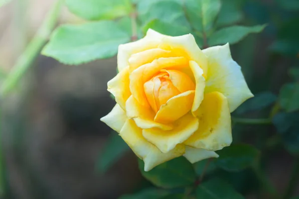 Mawar Taman Mawar Yang Indah Dengan Hari Yang Cerah Indah — Stok Foto