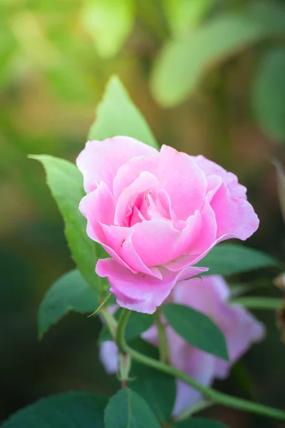 Růže Zahradě Růže Jsou Krásné Krásným Slunečným Dnem — Stock fotografie