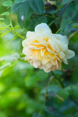 Bahçedeki güller, güzel güneşli bir günde güller güzeldir..