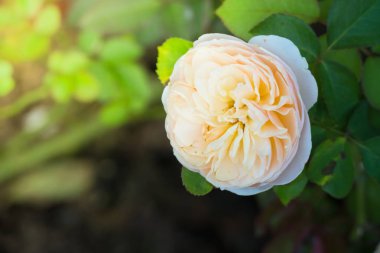 Bahçedeki güller, güzel güneşli bir günde güller güzeldir..