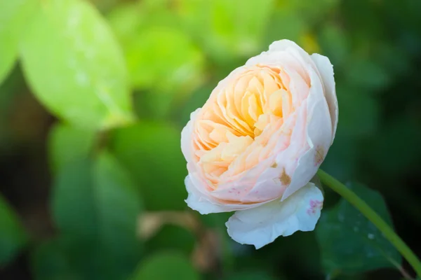 Rosas Jardín Rosas Son Hermosas Con Hermoso Día Soleado — Foto de Stock