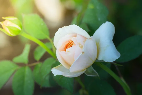 Rosas Jardín Rosas Son Hermosas Con Hermoso Día Soleado — Foto de Stock