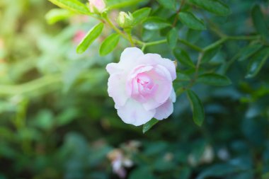 Bahçedeki güller, güzel güneşli bir günde güller güzeldir..