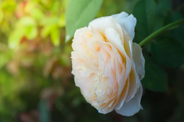 Rosas Jardín Rosas Son Hermosas Con Hermoso Día Soleado — Foto de Stock