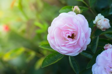 Bahçedeki güller, güzel güneşli bir günde güller güzeldir..