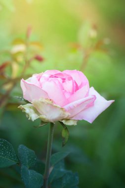 Bahçedeki güller, güzel güneşli bir günde güller güzeldir..