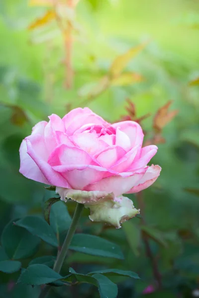 Rosas Jardín Rosas Son Hermosas Con Hermoso Día Soleado —  Fotos de Stock