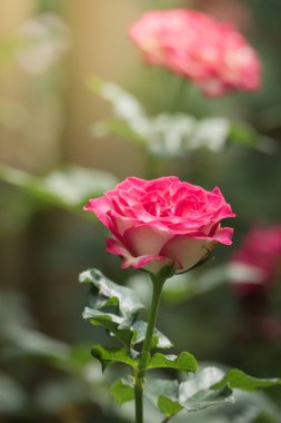Bahçedeki güller, güzel güneşli bir günde güller güzeldir..
