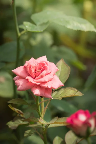 Τριαντάφυλλα Στον Κήπο Τριαντάφυλλα Είναι Όμορφα Μια Όμορφη Ηλιόλουστη Μέρα — Φωτογραφία Αρχείου