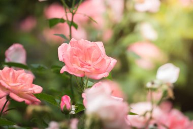 Bahçedeki güller, güzel güneşli bir günde güller güzeldir..