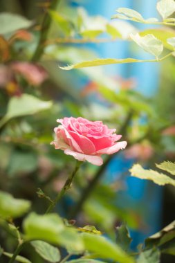 Bahçedeki güller, güzel güneşli bir günde güller güzeldir..