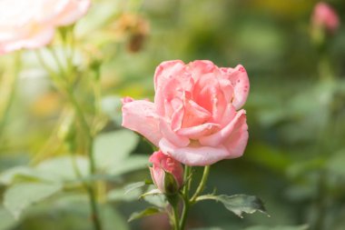 Bahçedeki güller, güzel güneşli bir günde güller güzeldir..