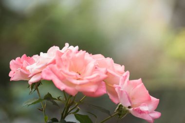 Bahçedeki güller, güzel güneşli bir günde güller güzeldir..