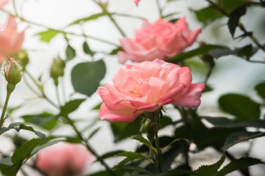 Bahçedeki güller, güzel güneşli bir günde güller güzeldir..