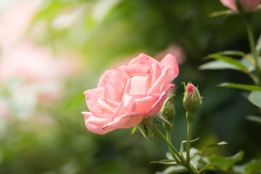 Bahçedeki güller, güzel güneşli bir günde güller güzeldir..