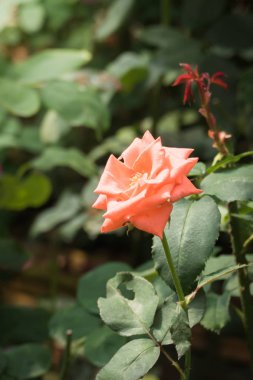 Bahçedeki güller, güzel güneşli bir günde güller güzeldir..
