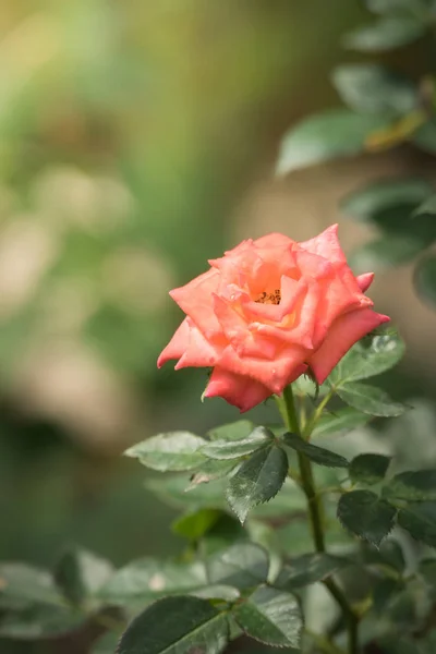 Róże Ogrodzie Róże Piękne Pięknym Słonecznym Dniem — Zdjęcie stockowe