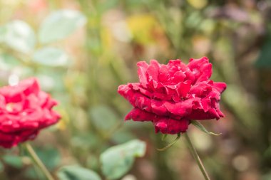 Bahçedeki güller, güzel güneşli bir günde güller güzeldir..