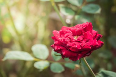 Bahçedeki güller, güzel güneşli bir günde güller güzeldir..