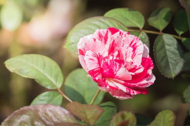 Bahçedeki güller, güzel güneşli bir günde güller güzeldir..