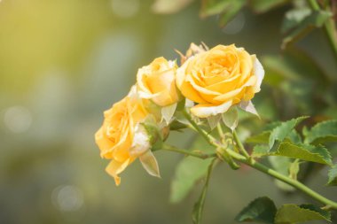 Bahçedeki güller, güzel güneşli bir günde güller güzeldir..