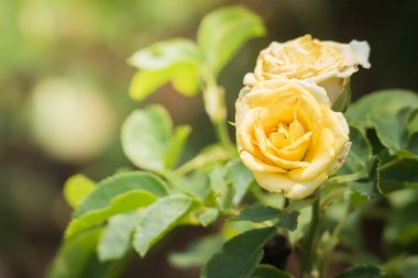 Bahçedeki güller, güzel güneşli bir günde güller güzeldir..