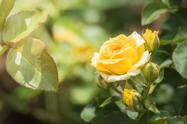 Rosas Jardín Rosas Son Hermosas Con Hermoso Día Soleado — Foto de Stock