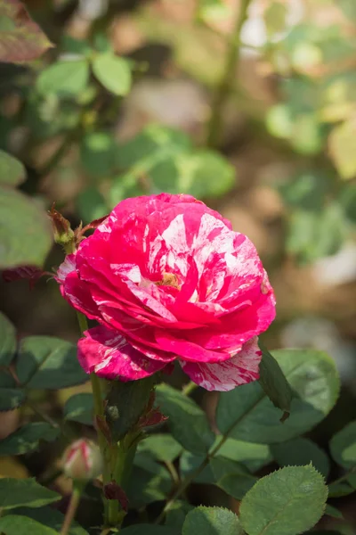 Rosas Jardín Rosas Son Hermosas Con Hermoso Día Soleado — Foto de Stock