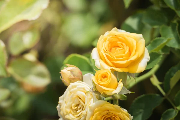 Rosas Jardim Rosas São Bonitas Com Belo Dia Ensolarado — Fotografia de Stock